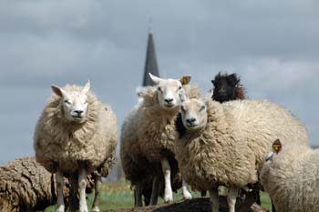 Texeler  Wonderwool Care Wasbare wol dekbed 4-seizoenen